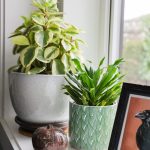 How to Arrange Plants in a Living Room (5 Tips!)