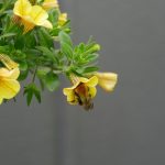 Eco How-To: Crafting Murmurs of Mycelium In Tiled Psyches