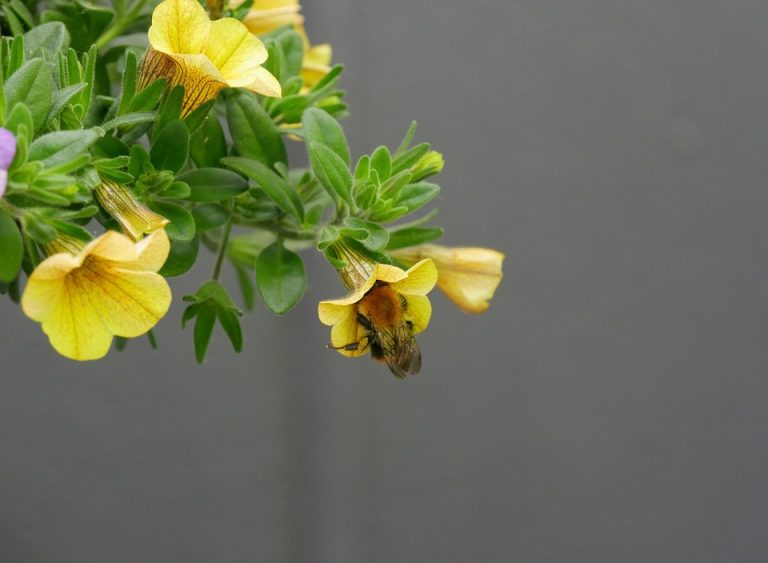 Eco How-To: Crafting Murmurs of Mycelium In Tiled Psyches