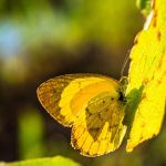 Seasonal Ritual: Harvesting Stillness Autumn’s Quiet Embrace