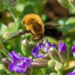 Seasonal Ritual: Sowing Silence in Frost’s Clutches Before Thawed Rush