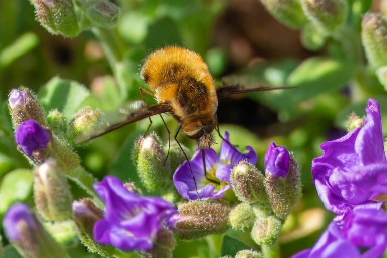 Seasonal Ritual: Sowing Silence in Frost’s Clutches Before Thawed Rush Seasonal Ritual: Sowing Silence in Frost’s Clutches Before Thawed Rush