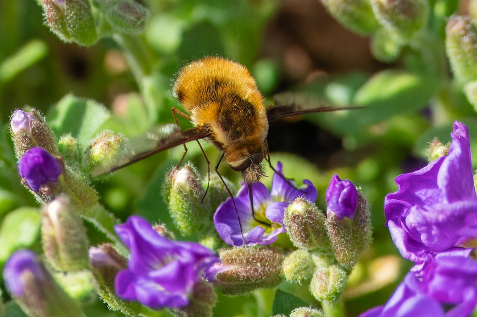 Seasonal Ritual: Sowing Silence in Frost’s Clutches Before Thawed Rush