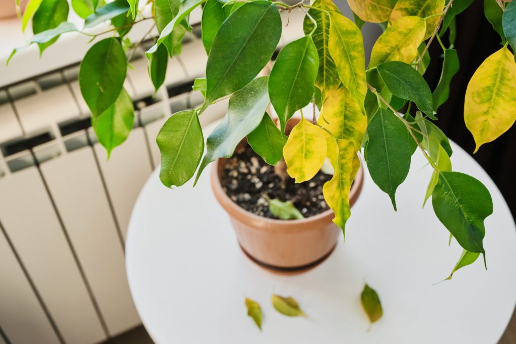 Common Signs Your Plants Are Lacking Micronutrients