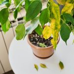Common Signs Your Plants Are Lacking Micronutrients