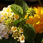 Symbolic Essay on Moonlit Herbs’ Whispers Symbolic Essay on Moonlit Herbs’ Whispers