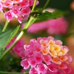 Top 5 Ideas: Cultivating Wild Hearts in Moonlit Balcony Corners Top 5 Ideas: Cultivating Wild Hearts in Moonlit Balcony Corners