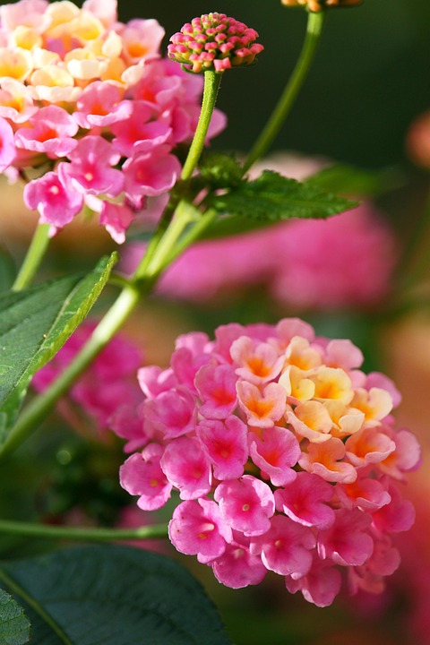 Top 5 Ideas: Cultivating Wild Hearts in Moonlit Balcony Corners Top 5 Ideas: Cultivating Wild Hearts in Moonlit Balcony Corners