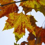 Eco How-To Design a Kitchen With Bees in Mind