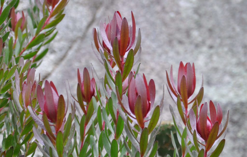 Deer-Resistant Evergreen Shrubs: 5 Favorites to Plant