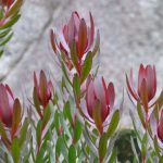 Deer-Resistant Evergreen Shrubs: 5 Favorites to Plant