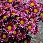 Seasonal Ritual of Morning Brew with Seedlings and Burnished Hallows