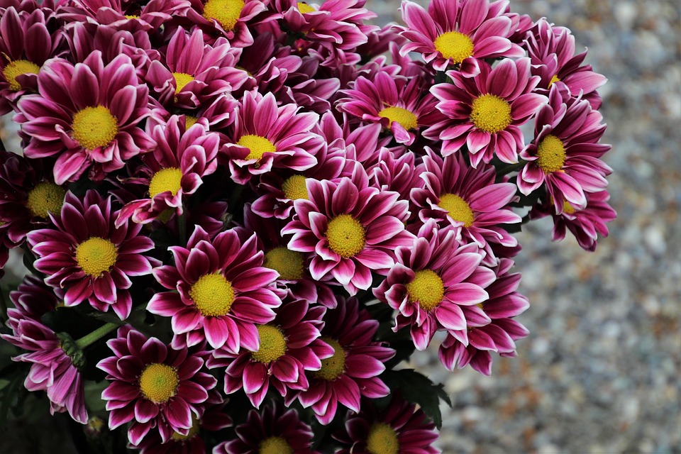 Seasonal Ritual of Morning Brew with Seedlings and Burnished Hallows