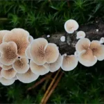 The Mycelium and Its Secrets