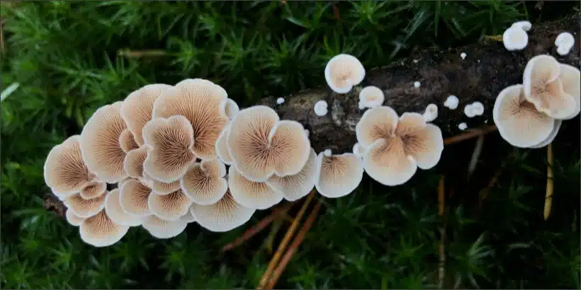 The Mycelium and Its Secrets