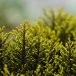 Eco How-To: Vinegar Murmurs, Woven Through Small Stones