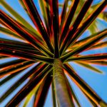 Symbolic Essay: Woven Roots of the Blackberry Symbolic Essay: Woven Roots of the Blackberry