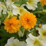 Top 5 Ideas on Crafting Phoenix Samplers