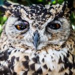 Eco How-To: Sculpting Survival, Where Thorns Hum to Nectar