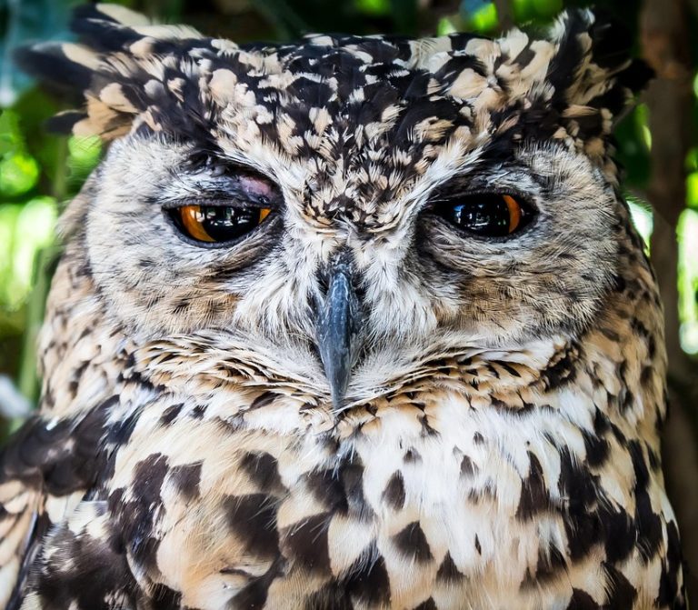 Eco How-To: Sculpting Survival, Where Thorns Hum to Nectar