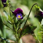 Eco How-To: Weaving Wildness into Urban Lattice Eco How-To: Weaving Wildness into Urban Lattice