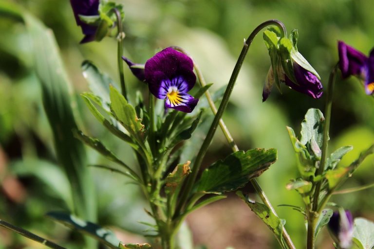Eco How-To: Weaving Wildness into Urban Lattice Eco How-To: Weaving Wildness into Urban Lattice