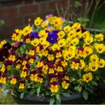 How To Plant Pansies In Early Spring