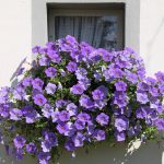 Symbolic Essay Hibiscus Motes and Silent Harmonies