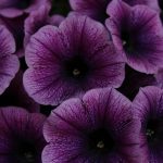 Eco How-To: Building Terraces that Heal Broken Rhythms Eco How-To: Building Terraces that Heal Broken Rhythms