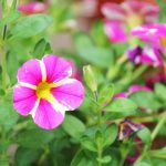 Poetic Guide: Whispers of Verdant Repose