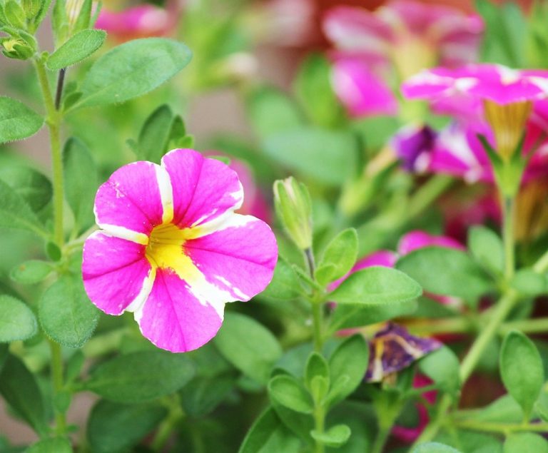 Poetic Guide: Whispers of Verdant Repose