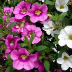 Seasonal Ritual Harvesting Herb Hearts at Dusk