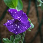 Symbolic Essay: Vines Inhabiting Concrete Jungles