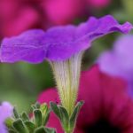 Eco How-To: Nurturing Wings, Seed-to-Blossom Eco How-To: Nurturing Wings, Seed-to-Blossom