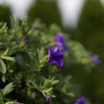 Poetic Guide: Whispers of Vertical Bloom Poetic Guide: Whispers of Vertical Bloom