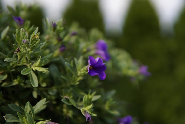 Poetic Guide: Whispers of Vertical Bloom Poetic Guide: Whispers of Vertical Bloom