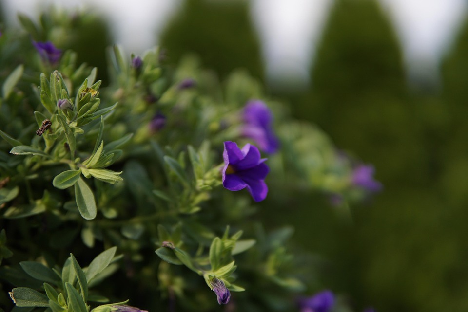 Poetic Guide: Whispers of Vertical Bloom