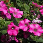 Seasonal Ritual: Hanging Ivy’s Descent Seasonal Ritual: Hanging Ivy’s Descent