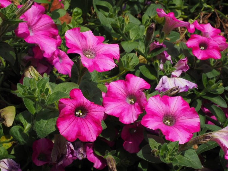 Seasonal Ritual: Hanging Ivy’s Descent Seasonal Ritual: Hanging Ivy’s Descent