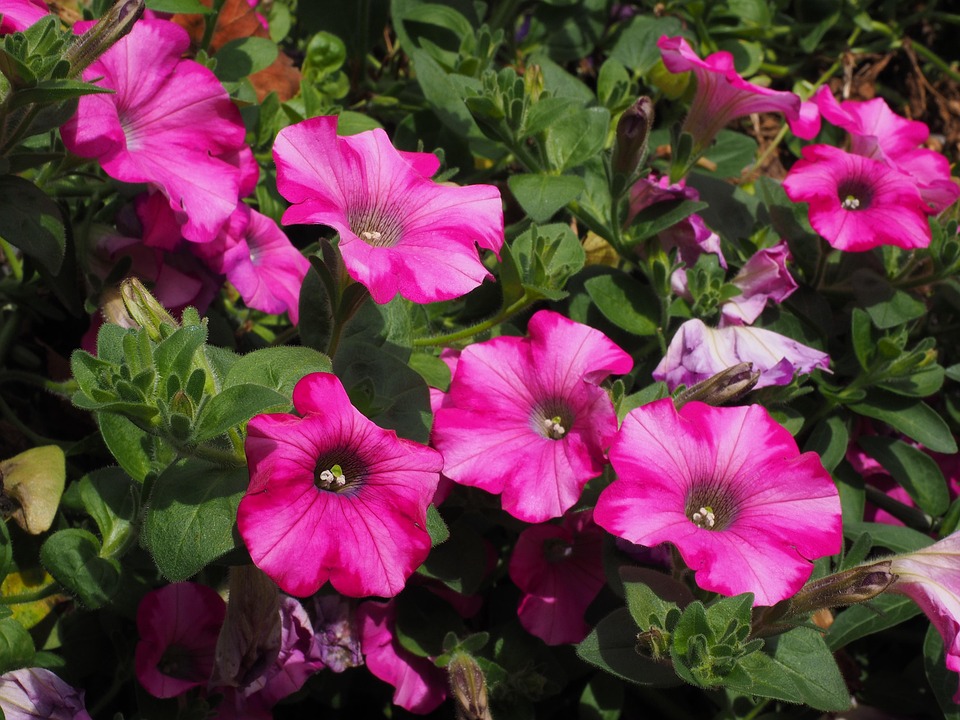 Seasonal Ritual: Hanging Ivy’s Descent