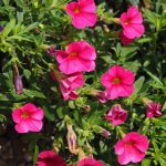 Symbolic Essay: Green Alchemy Creates Living Spaces