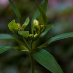 Seasonal Ritual: Harvest Moon’s Whisper, Soil’s Breath Seasonal Ritual: Harvest Moon’s Whisper, Soil’s Breath
