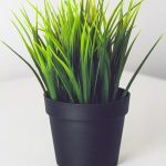 Best Of: Dawn’s Salt-Kissed Eyes as Household Soft In-United Walls