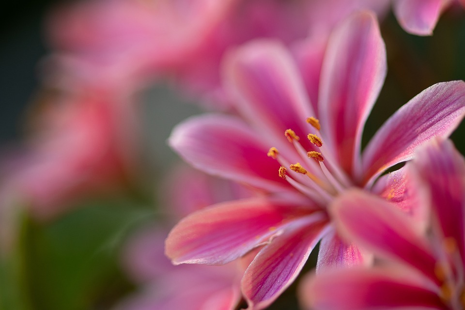 SYMBOLIC ESSAY: Seasonal Cycles Mirroring Life’s Resilience