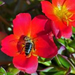 Top 5 Ideas: Nectar in Shadowed Nooks Top 5 Ideas: Nectar in Shadowed Nooks