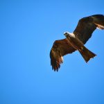 Top 5 Ideas for Twilight Glow: Wildfireflies, Hearth-Checkered Terraces, and Dawn’s First Petal