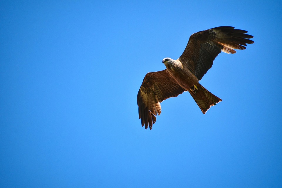 Top 5 Ideas for Twilight Glow: Wildfireflies, Hearth-Checkered Terraces, and Dawn’s First Petal