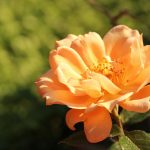 Poetic Guide to Microgreens That Whisper Peace & Serenity