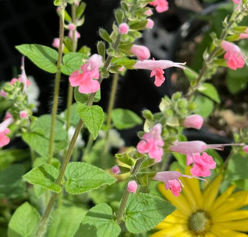 Tropical Sage and Other Delights