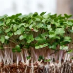 From Seed to Salad: Your Go-To Guide for Growing Greens Year-Round